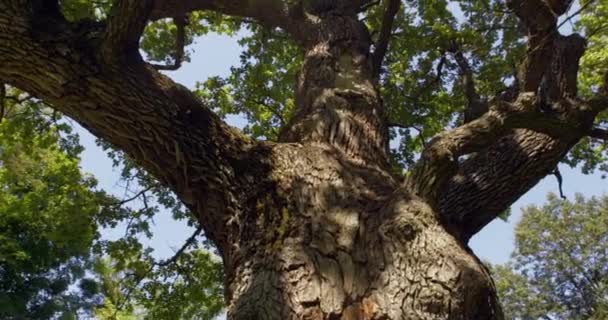 Коронне Дерево Прольоти Камери — стокове відео