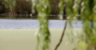 kumlu gölün kıyısında