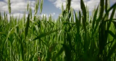 Gökyüzü arka planda çim kulakları