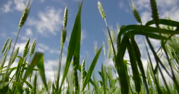 Oreilles Herbe Sur Fond Ciel — Video