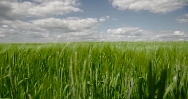 空の背景に草の耳 — ストック動画