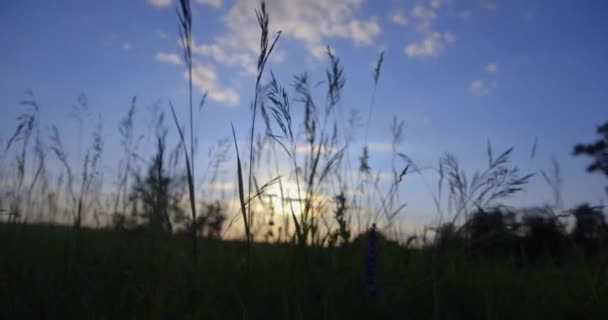 Orelhas Verdes Fundo Céu — Vídeo de Stock