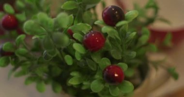 Noel süsü, şirin köpekler, Noel süslemeleri.