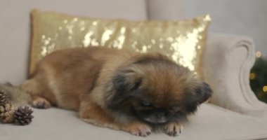 Noel süsü, şirin köpekler, Noel süslemeleri.