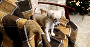 Yeni Yıl arka plan üzerinde Noel köpek yavrusu tatlı