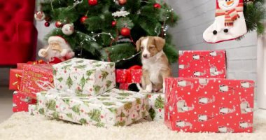 Yeni Yıl arka plan üzerinde Noel köpek yavrusu tatlı