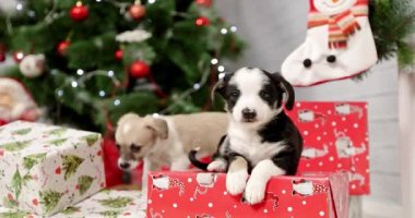 Yeni Yıl arka plan üzerinde Noel köpek yavrusu tatlı