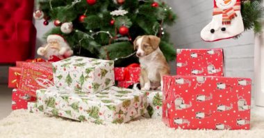 Yeni Yıl arka plan üzerinde Noel köpek yavrusu tatlı