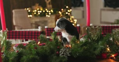 Yeni Yıl arka plan üzerinde Noel köpek yavrusu tatlı