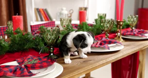 Yeni Yıl Arka Plan Üzerinde Noel Köpek Yavrusu Tatlı — Stok video