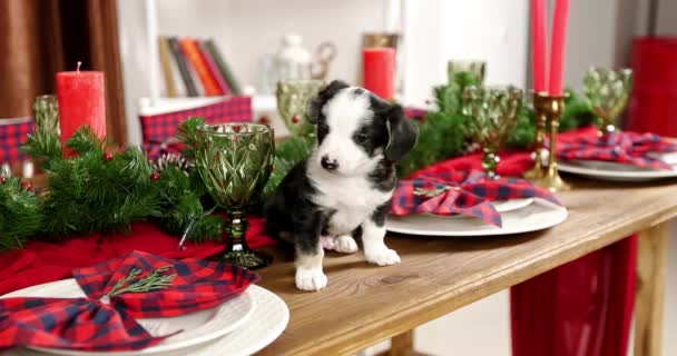 Christmas Puppy Cutie New Year Background — Stok Video