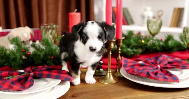 Yeni Yıl Arka Plan Üzerinde Noel Köpek Yavrusu Tatlı — Stok video