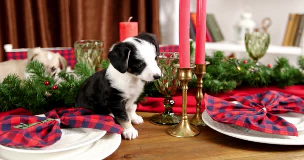 Christmas Puppy Cutie Een Nieuwjaar Achtergrond — Stockvideo