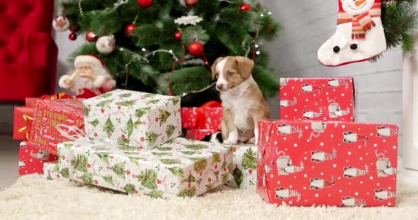 Weihnachten Welpen Cutie Auf Einem Neuen Jahr Hintergrund — Stockvideo