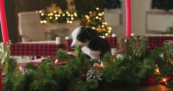 Weihnachten Welpen Cutie Auf Einem Neuen Jahr Hintergrund — Stockvideo