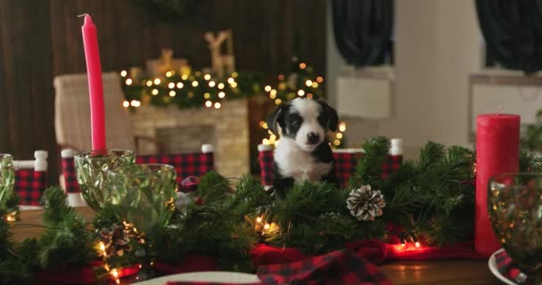 Yeni Yıl Arka Plan Üzerinde Noel Köpek Yavrusu Tatlı — Stok video