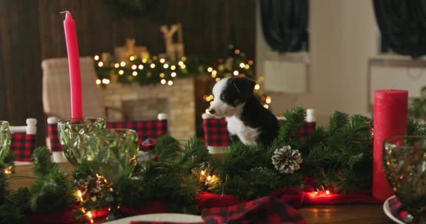 Χριστουγεννιάτικο Κουτάβι Γλυκούλι Για Ένα Νέο Έτος Φόντο — Αρχείο Βίντεο