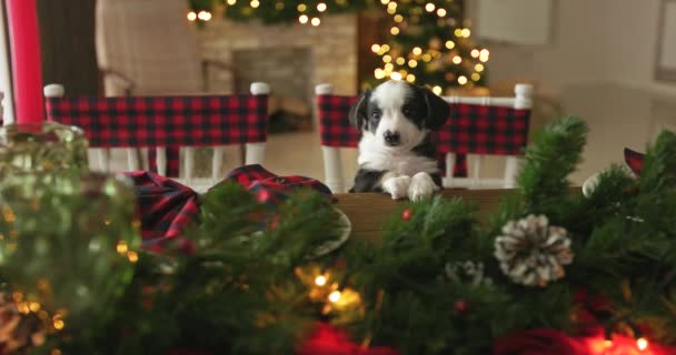 Karácsonyi Kiskutya Cutie Egy Háttér — Stock videók