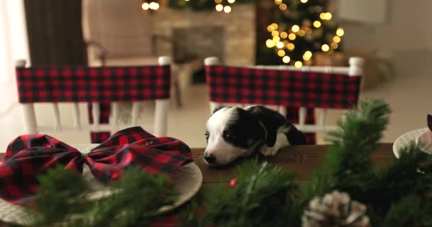 Cachorrinho Natal Cutie Fundo Ano Novo — Vídeo de Stock