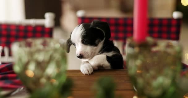 Yeni Yıl Arka Plan Üzerinde Noel Köpek Yavrusu Tatlı — Stok video