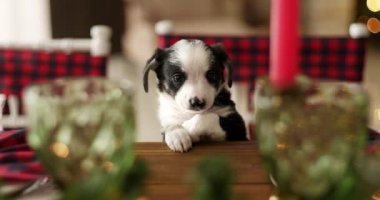 Yeni Yıl arka plan üzerinde Noel köpek yavrusu tatlı