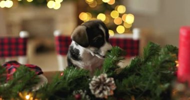 Yeni Yıl arka plan üzerinde Noel köpek yavrusu tatlı