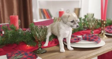 Yeni Yıl arka plan üzerinde Noel köpek yavrusu tatlı