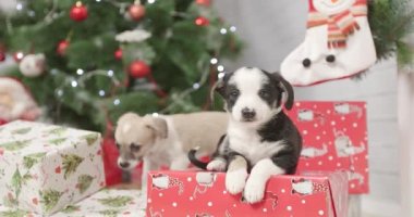 Yeni Yıl arka plan üzerinde Noel köpek yavrusu tatlı