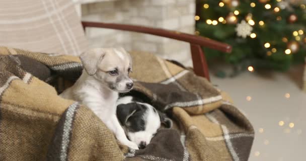 Yeni Yıl Arka Plan Üzerinde Noel Köpek Yavrusu Tatlı — Stok video