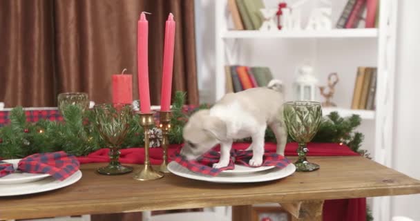 Natale Cucciolo Cutie Nuovo Anno Sfondo — Video Stock