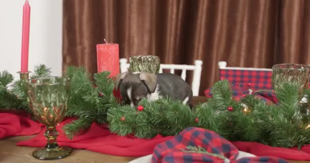 Noël Chiot Mignonne Sur Fond Nouvel — Video