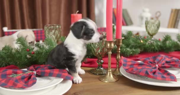 Christmas Puppy Cutie Een Nieuwjaar Achtergrond — Stockvideo