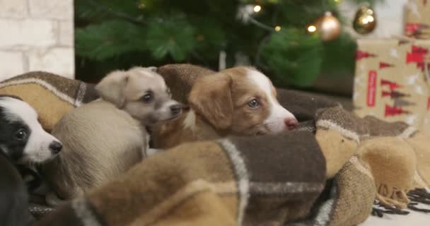 Weihnachten Welpen Cutie Auf Einem Neuen Jahr Hintergrund — Stockvideo