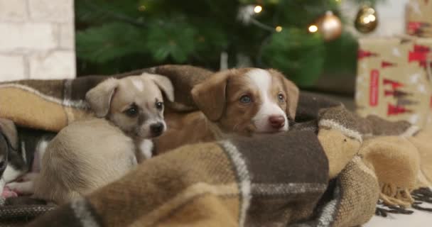 Christmas Puppy Cutie Een Nieuwjaar Achtergrond — Stockvideo