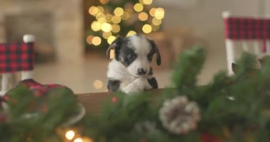 Yeni Yıl arka plan üzerinde Noel köpek yavrusu tatlı