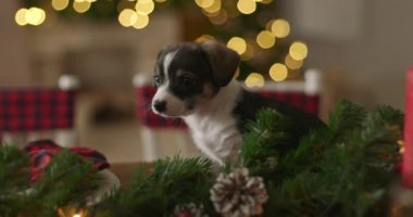 Yeni Yıl arka plan üzerinde Noel köpek yavrusu tatlı