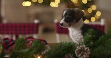 Yeni Yıl arka plan üzerinde Noel köpek yavrusu tatlı