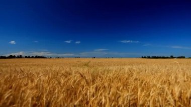 Gökyüzüne karşı buğday kulakları tarlası