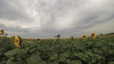 Gökyüzüne karşı ayçiçekleri