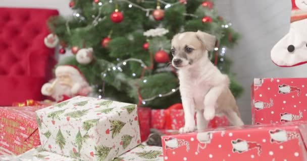 Natale Cucciolo Cutie Nuovo Anno Sfondo — Video Stock