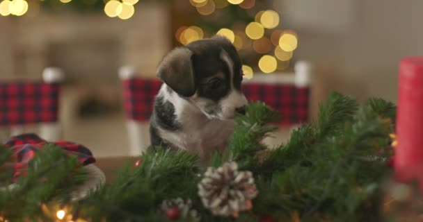 Χριστουγεννιάτικο Κουτάβι Γλυκούλι Για Ένα Νέο Έτος Φόντο — Αρχείο Βίντεο