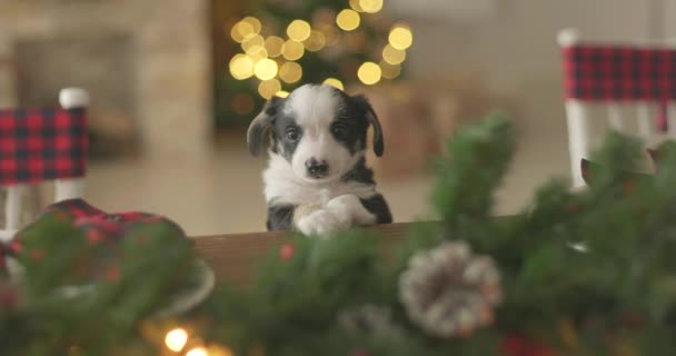 新年の背景にクリスマス子犬キューティー — ストック動画
