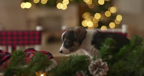 Boże Narodzenie Szczeniak Cutie Nowy Rok Tło — Wideo stockowe