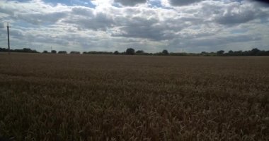 Gökyüzüne karşı buğday kulakları tarlası