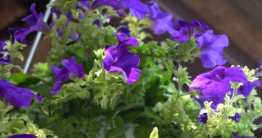 Mor çiçek asma pot