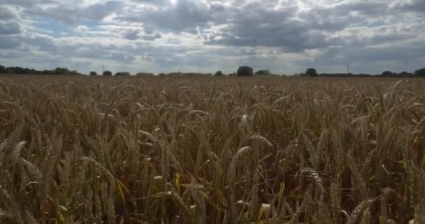 Поле Колосьев Пшеницы Против Неба — стоковое видео