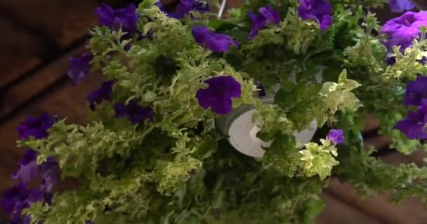 Pot Suspendre Fleurs Violettes — Video