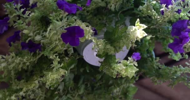 Висячий Горшок Фиолетовых Цветов — стоковое видео
