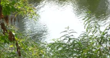 Nehir, su akışı yavaş hareket