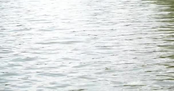 Річка Потік Води Повільний Рух — стокове відео